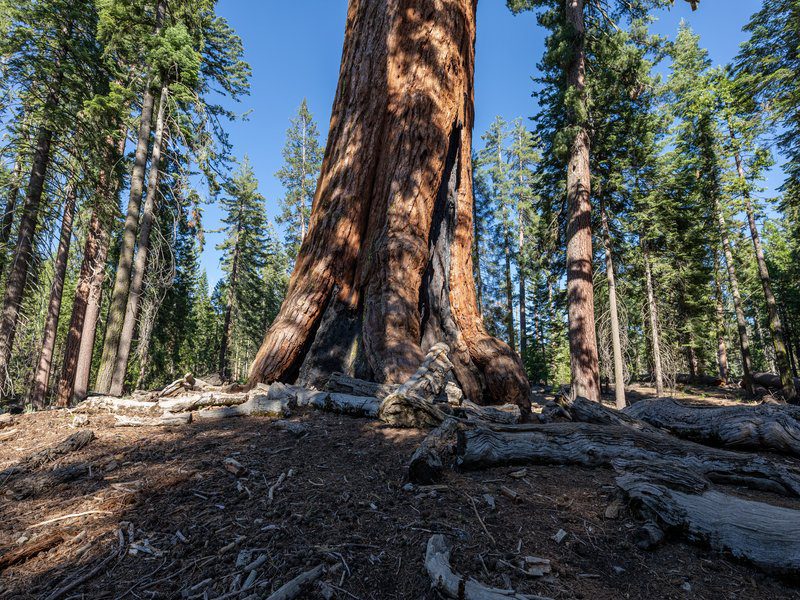 Mariposa Grove of Giant Sequoias
