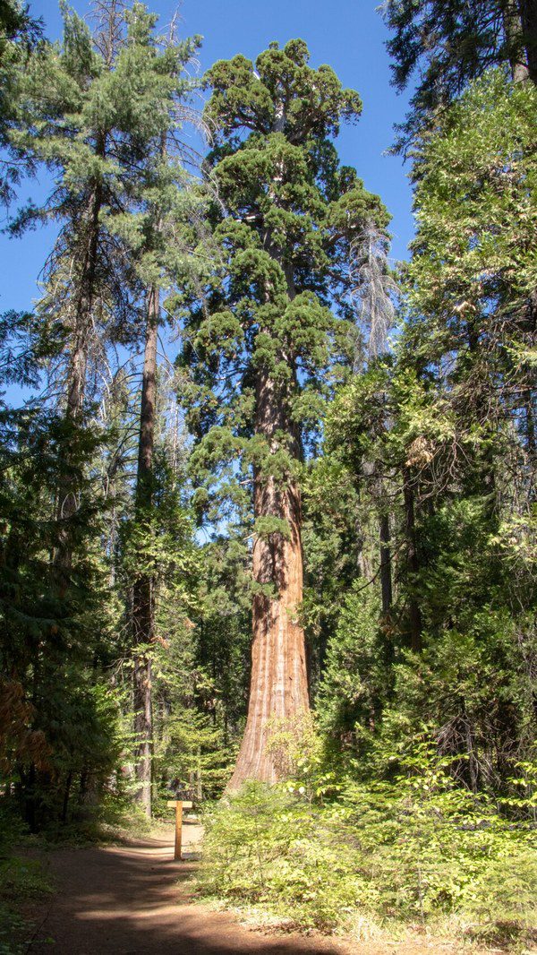 Nelder Grove of Giant Sequoias